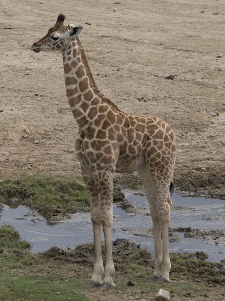 402-3950 Safari Park - Baby Giraffe.jpg